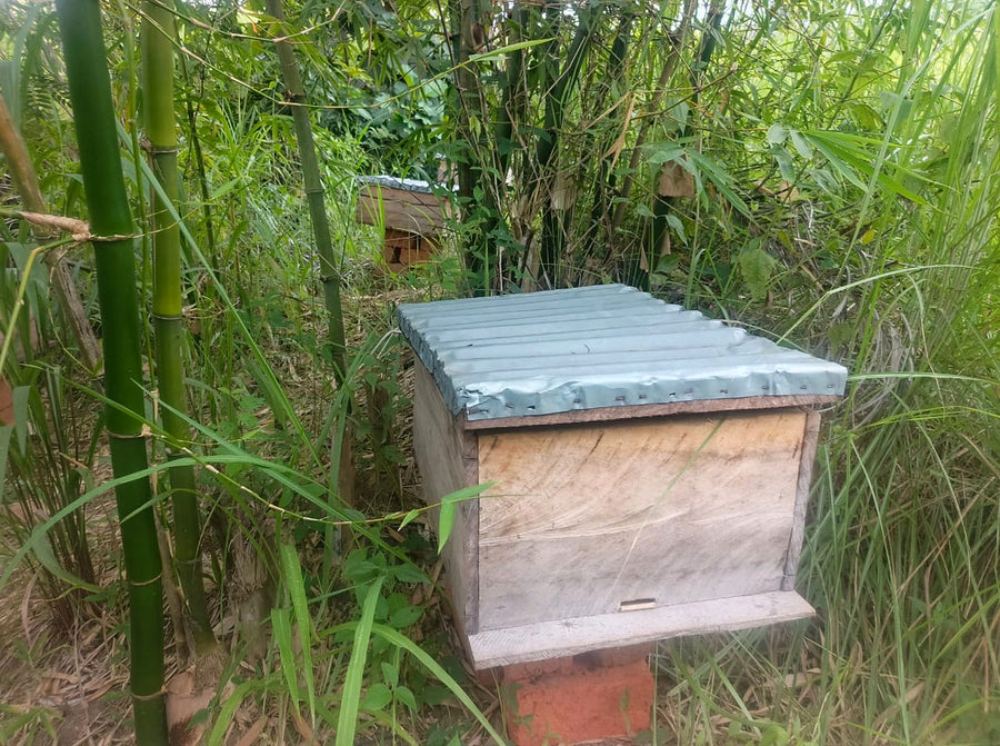 A hive at the forest edge, Kongo Central