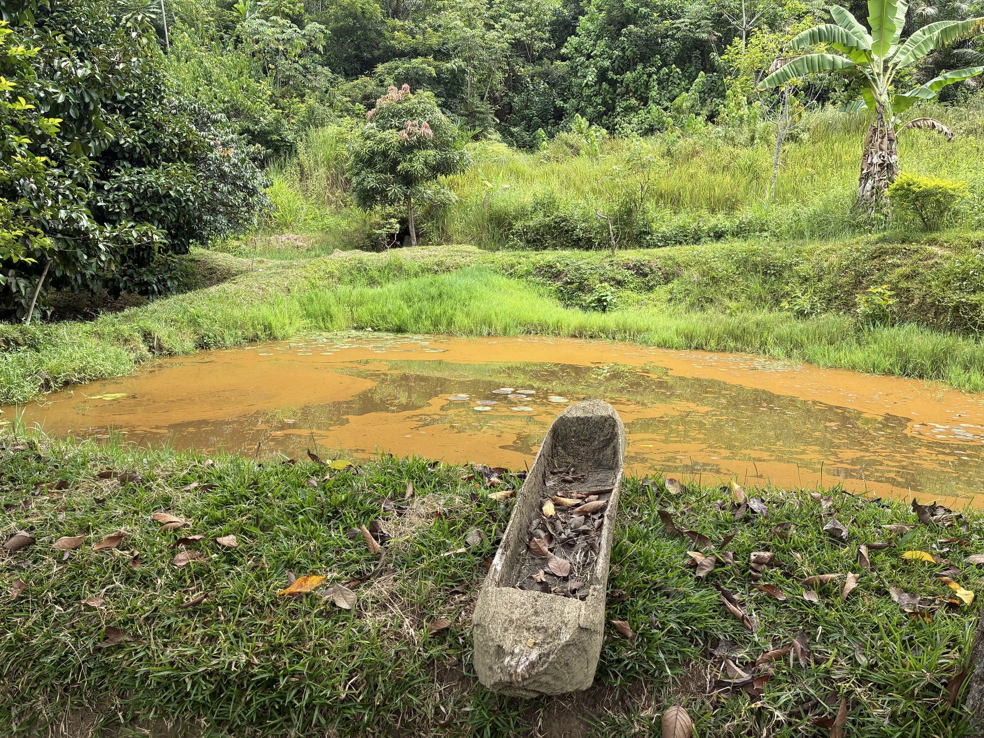 Water and forest on the way to the hives, Kongo Central